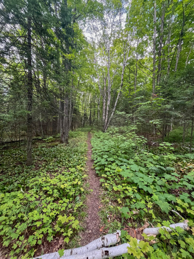 IMG_6265